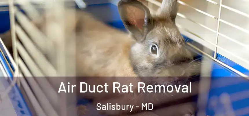  Air Duct Rat Removal Salisbury - MD