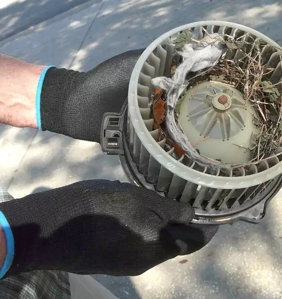 About Air Duct Mice Removal in Salisbury, MD